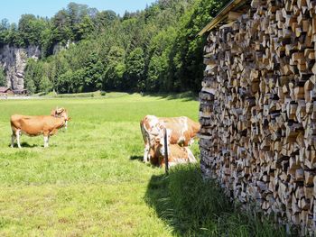 Cows in a field