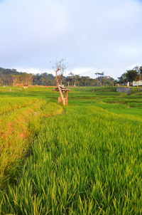 Scenic view of agricultural field against sky