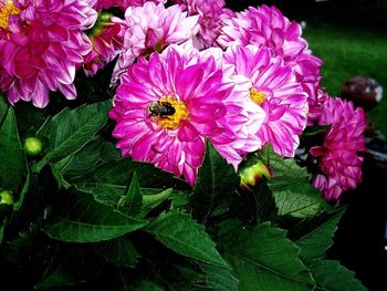 Close-up of bee on purple flowers