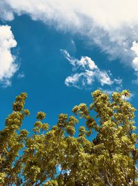 Low angle view of trees against sky
