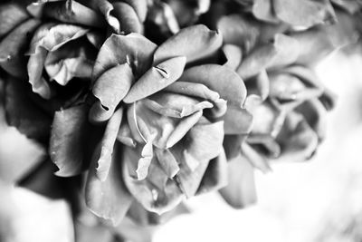 Close-up of flowering plant