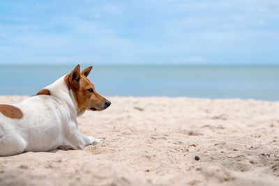 Close-up of dog relaxing on beach
