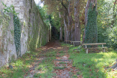 Trees in forest