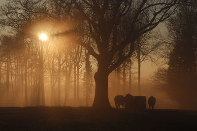 Silhouette trees on field during sunset