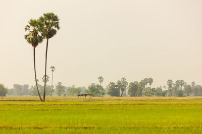 Scenic view of agricultural field against clear sky