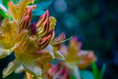 Close-up of flowers blooming outdoors