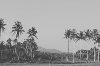 Palm trees on landscape against clear sky