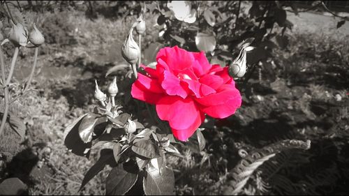 Close-up of blooming outdoors