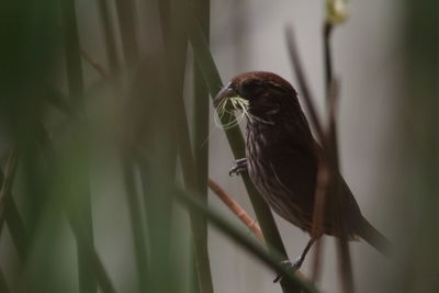 Close-up of bird perching on branch