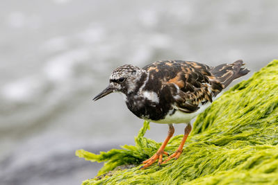 Close-up of bird perching