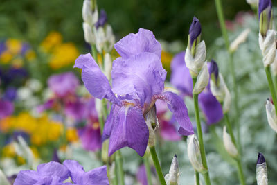 Iris gladiolus in bloom in the garden
