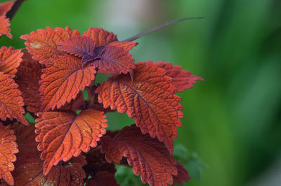 Close-up of red leaves on plant