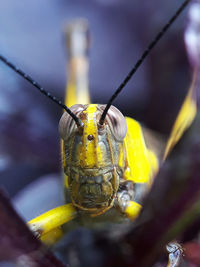 Macro shot of insect