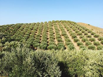 Olive trees growing on mountains against clear sky