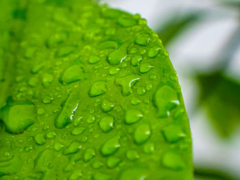 Close-up of raindrops on green leaves