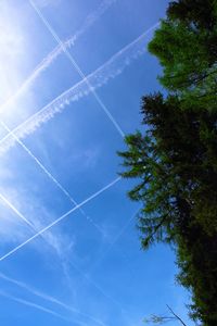 Low angle view of trees against blue sky