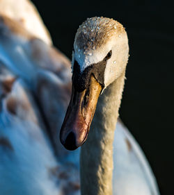 Close-up of swan swimming in lake