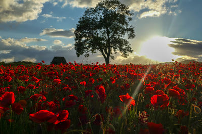 Red poppy flowers on field against sky