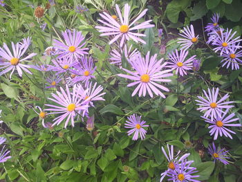 Close-up of purple flowering plants