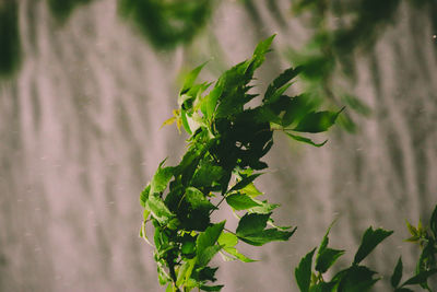 Close-up of green leaf on plant