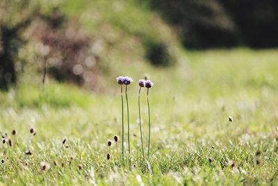 Close-up of mushrooms growing on field