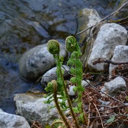 Close-up of plant growing on rock