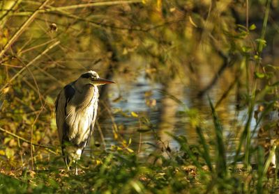 Heron catching the morning sun