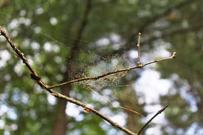 Low angle view of spider web on branch