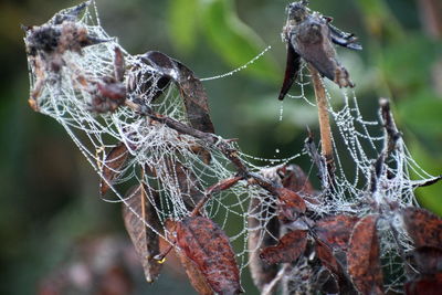 Close-up of spider web on plant