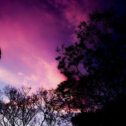 Low angle view of trees against sky