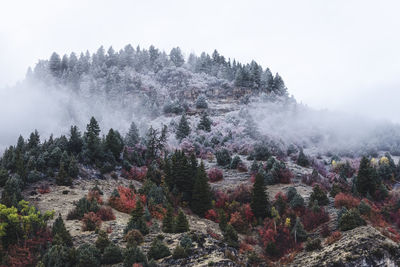 Pine trees in forest during foggy weather