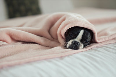 Small dog cozy in a blanket on a bed