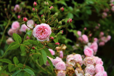 Close-up of pink roses blooming outdoors