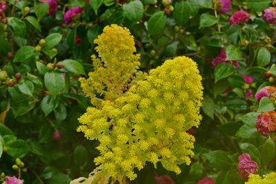 Close-up of yellow flowering plant