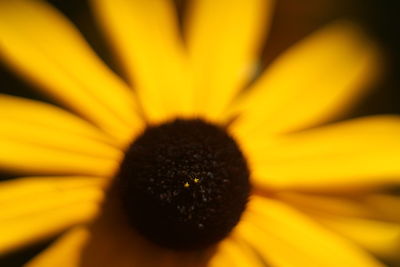 Close-up of sunflower blooming outdoors