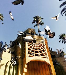 Low angle view of birds flying against sky