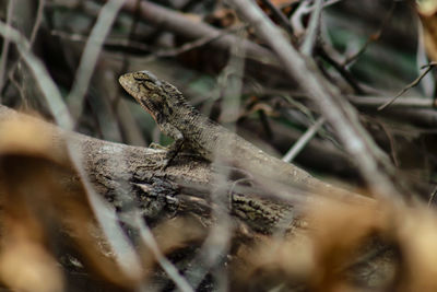 Close-up of lizard on land