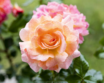 Close-up of pink rose