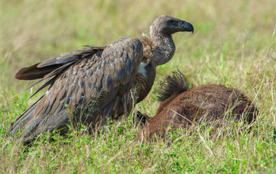 Side view of a duck on field