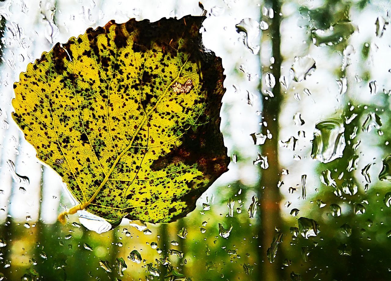 DIRECTLY ABOVE SHOT OF YELLOW LEAVES IN GLASS WINDOW