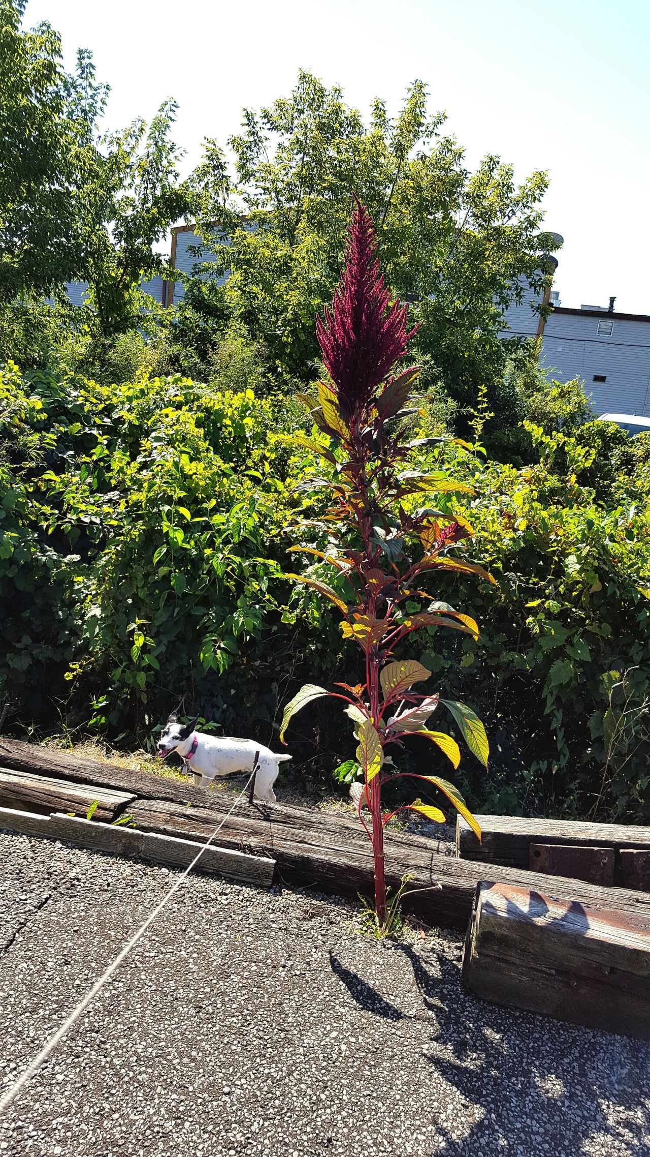 Beauty growing out of the blacktop