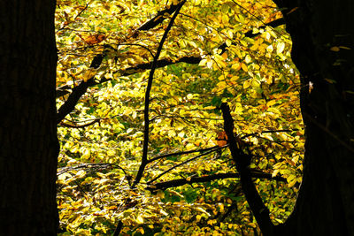 Yellow flowers growing on tree