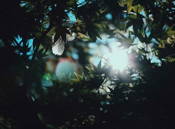 Close-up of tree branches