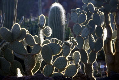 Close-up of cactuses growing on field