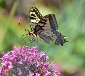 Close-up of butterfly pollinating on flower