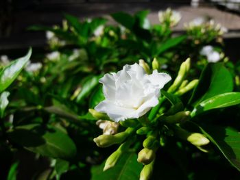 Close-up of white flowering plant