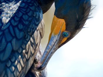 Close-up of peacock against sky