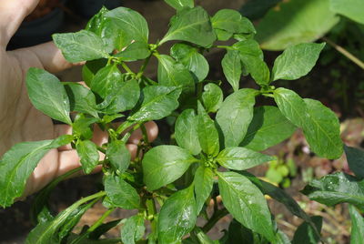 Cropped image of hand touching plants