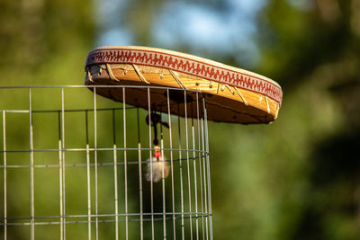 Close-up of a bird in cage