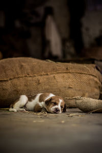 View of a dog sleeping